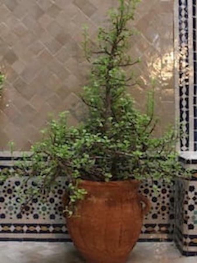 Traditional Moroccan House ทากาเซาท์ ภายนอก รูปภาพ